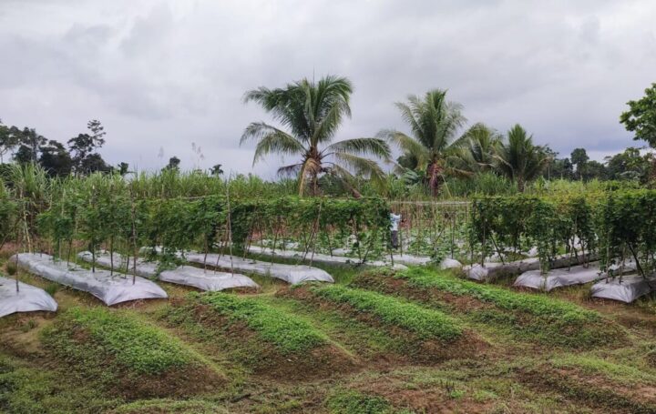 Lahan kebun Sayuran